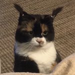 [댓글부탁해] 키빼몸 120인데 <b>c컵</b>