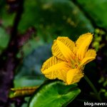 [사진] <b>노랑</b>어리연꽃
