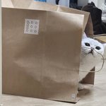 [고양이] 우리집 고양이 <b>바다</b>의 얼렁뚱땅 기록