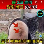[이것좀봐줘] 푸바오 등과 꼬리에 뚫린 구멍 끔찍하다