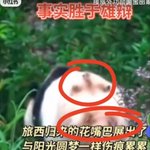 [드루와] 중국 연구기지 판다 생체실험 자국 푸바오