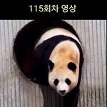 하...푸바오가 왜 이렇게 된거지...