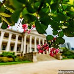 [사진] 덕수궁 배롱<b>나무</b>꽃