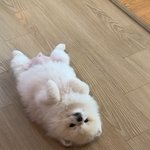 앙