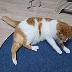 나의 동거묘 <b>도칠</b>이 2024년 여름 일상사진들..