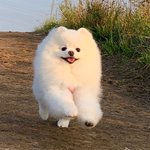 강아지 고양이들이 <b>신의</b> 외모다