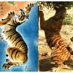 [모두드루와] 한국을 호랑이로 <b>묘사</b>한 지도