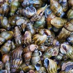 <b>껍질</b>채 끓여요? 껍찔까고 끓여요?