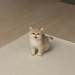 귀여운 <b>알통</b> ㅎ