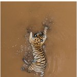 [드루와] 디스커버리 채널이 올린 호랑이 사진