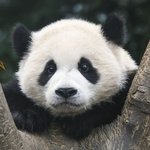 [트레저] <b>후이바오</b>를 11번째 멤버로