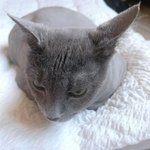 <b>KT</b> 패스앱으로 반려동물 신분증 만들기: 반려동물 등록번호조회부터...