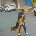 미국인이 개를 <b>제압</b>하는법