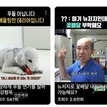 <b>이</b> <b>강아지</b> 코끼리 닮았지 않아?