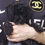 [강아지] <b>나의</b>사랑 마음이 ^^