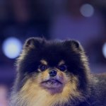 세계 최고 락스타 강아지 <b>김연탄</b> 생일 ㅊㅋㅊㅋ