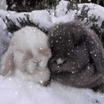 [방탄소년단] <b>토깽이</b> 둘