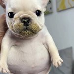 [추반좀] <b>처갓집</b> 슈프림vs돈까스 도시락