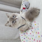 울 심바 새집 기념 ㅎㅎ (<b>with</b>.펫모어 오메가침대)