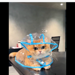 [레이] 베리레드톡)엇