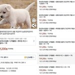 "반려견 14만원에 팝니다"…쿠팡 반려견 판매글 논란