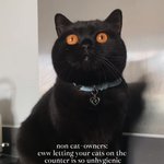 고양이 <b>눈색</b>이 신기하다