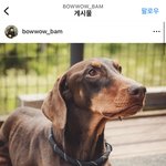 정국 반려견 인스타에 뉴진스 <b>언급</b>했네