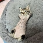 <b>치원</b>하게 욕쌌더니