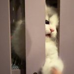 내가 귀여운걸 <b>우짬</b>~?