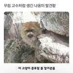 <b>무림</b> 고앵이 ㄱㅇㅇ