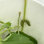 [댓글부탁해] 무슨 애벌레인지 알려줄 척척<b>박사</b>님