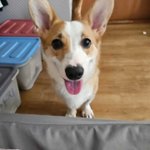 [이것좀봐줘] 웰시코기 <b>로이</b> 성장기