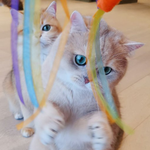 [레이] <b>베리</b>레드톡)