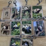 [어케생각해] 다들 푸바오 좋아하냐?