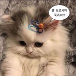 대<b>딩들</b>아 물어볼게 21살정도 되면