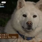 [드루와] 와 이거 강원도 사투<b>린지</b> 몰랏음