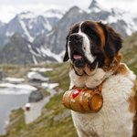 역시, 큰 개들이....<b>듬직</b>해...