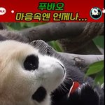 [이것좀봐줘] 푸바오가 애처롭게 손에 꼭쥔 이것