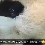 푸바오 눈물흘린거 충격이다 진짜...ㅠ