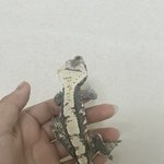 [파충류] <b>동물</b> 말고 파충류도 좋아해줘요