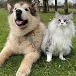 반려<b>동물</b> 키우면 세금 내야? 반려<b>동물</b> 보유세 도입 본격 논의