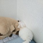 [귀여운<b>감자</b>] 우리집 새로온 막내