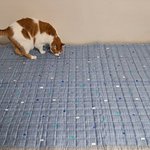 나의 동거묘 <b>도칠</b>이 2024년 9월 사진 대방출