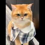 [레이] 베리레드톡)