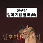 <b>쇼츠</b>에서 자주 보이는 고양이