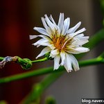 [사진] 왕<b>고들</b>빼기