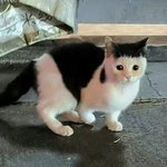 아 ..ㅠ <b>제타</b> 못 끊겠어..ㅠ