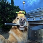 Bugers on <b>my</b> mind