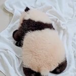 [드루와] 와 <b>판다</b> 진짜 귀엽긴 귀엽다