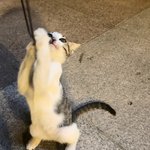 [고양이구조] 주차장 8남매 길냥이 가족